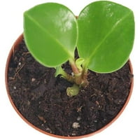 Peperomia Ctusifolia - 2 '' od htisupply