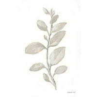 Nai, Danhui Crni moderni uokvireni muzej Art Print pod nazivom - siva kadulja lišće II na bijeloj boji