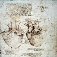 Leonardo: Heart, C1512. Nstudije o srcu Leonarda da Vinci, C1512, olovku i mastilo. Poster Print by