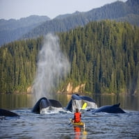 Man Sea kajakaštvo u blizini plivanja mahune grmpkovanih kitova unutar prolaza jugoistočne aljaske ljetni