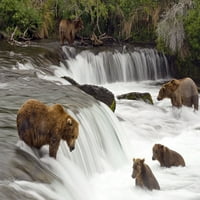 Grizzly Bears Fish na Brooks-u pada u Nacionalnom parku Katmai, Aljaska poster Print