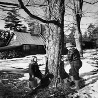 Bočni profil muškarca sa kćerkom tapkanjem stabla šećera, Lancaster, New Hampshire, USA Poster Print